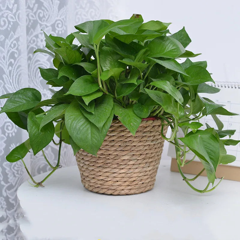 Straw Woven Plant Pot Basket – Indoor & Outdoor Decorative Planter Cover